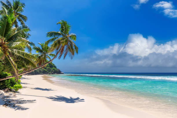 de palmbomen van coco in strand in tropisch eiland - onbewoond eiland stockfoto's en -beelden