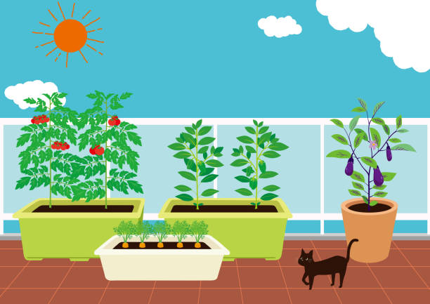 illustrations, cliparts, dessins animés et icônes de illustration d’un potager sur le balcon. - eggplant vegetable vegetable garden plant