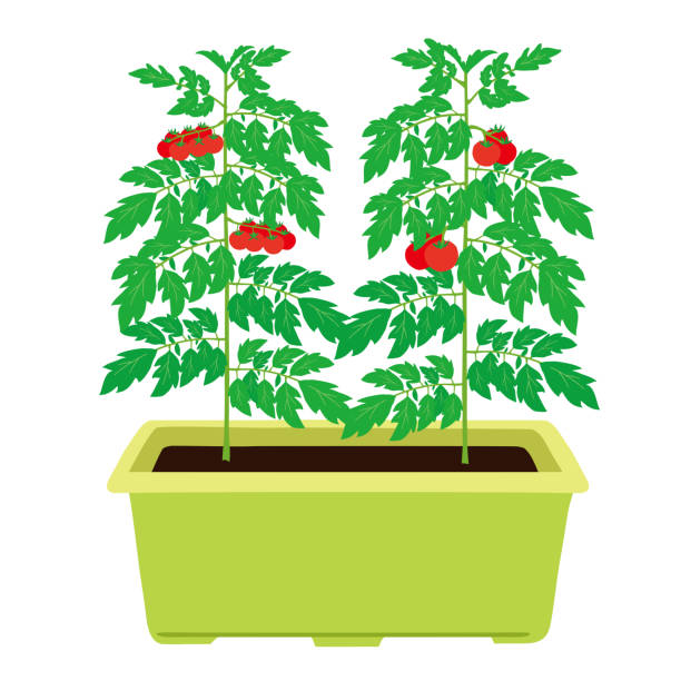 ilustrações, clipart, desenhos animados e ícones de tomates e tomates cereja em uma plantadora - cherry tomato tomato white background vegetable