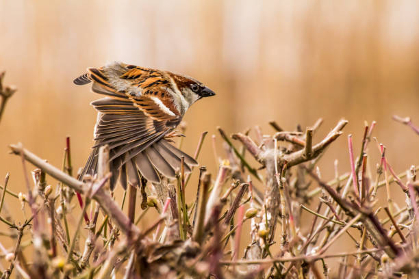 istock Male house sparrow or Passer domesticus 1300445112