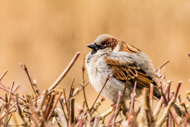 istock Male house sparrow or Passer domesticus 1300445221