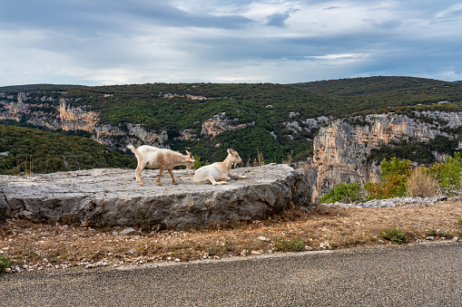 Goat in the Canyon of Ardeche in Southern France