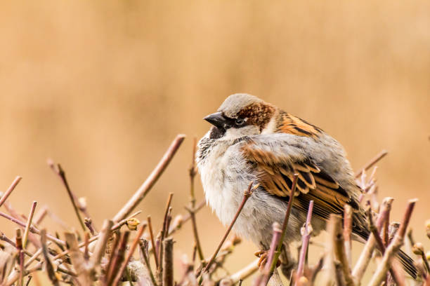 istock Male house sparrow or Passer domesticus 1300448542