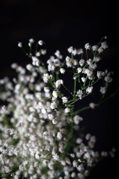 istock Small white flowers in front of a dark background. 1300448614