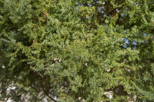 Juniperus is an Evergreen Coniferous Tree or Shrub in the Family Cupressaceae