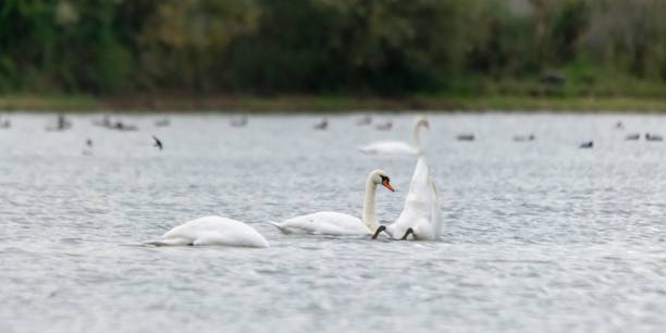 istock view of swans on a lake 1300452981