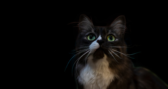 Portrait of a beautiful black and white cat with large green eyes and a white fluffy mustache on a black background