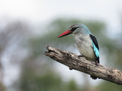 Woodland Kingfisher in the Kruger