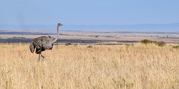 Ostrich in the savannah