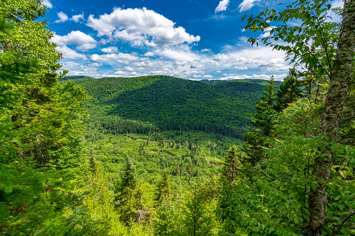 Awesome view from a verdant hill in Jacques Cartier National Park, Quebec province, Canada. Everything is green and mindblowing over here during summer