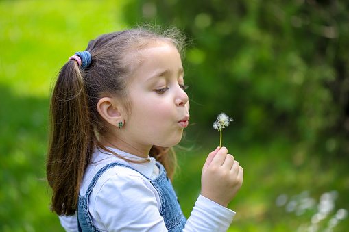 Small child blowing a dandelion