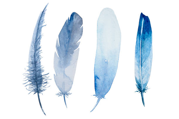 ilustrações de stock, clip art, desenhos animados e ícones de set of watercolor blue feathers on white background. bird's feather. variegated feather. - feather