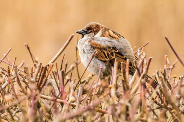 istock Male house sparrow or Passer domesticus 1300458175