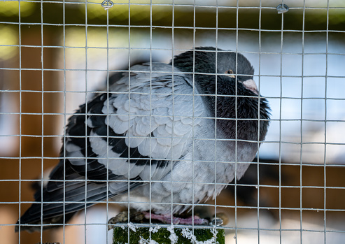 Pidgeon resting inside a large bird cage on a cold winters day. Fluffing his feathers to stay warm. Shallow depth of field.