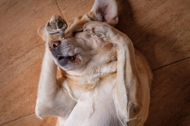 Labrador retriever scratches its face with its paws. Animal diseases, allergies. snout stock pictures, royalty-free photos & images