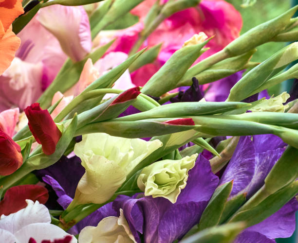 istock Gladiolus flowers close up 1300460231