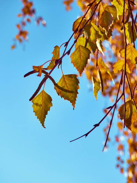 istock Autumn branches with yellow leaves. 1300460626