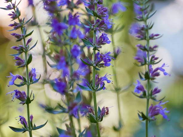 istock Flowers of Hyssopus officinalis 1300461271
