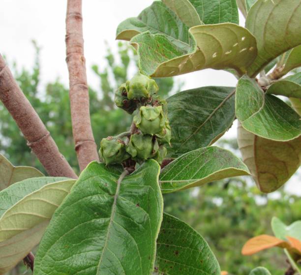 istock Diospyros Hispida, known as 'caqui-do-cerrado' 1300461810