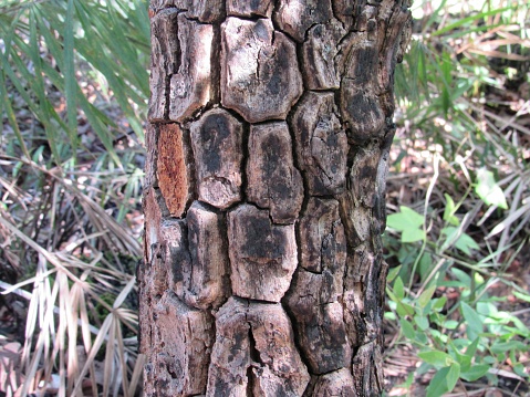 Tronco de árbol de Strychnos pseudoquina, conocido como 'Quina-do-cerrado' photo