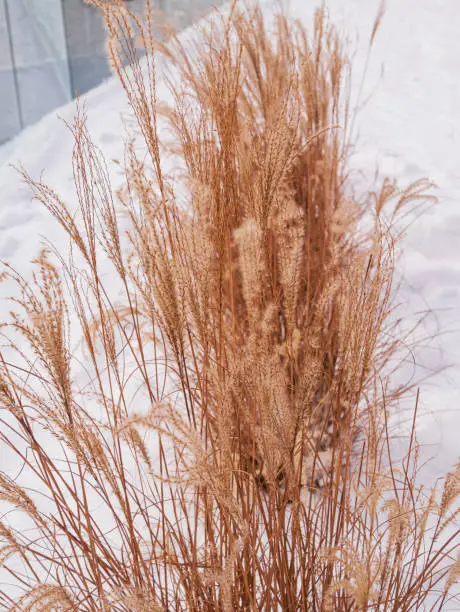 Pampas grass in city parks landscape design. Dry fluffy golden reeds landscaping on white snow background. Reed plants sway on the wind on winter day. Natural trend statement making flowers growing.