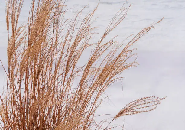 Pampas grass in city parks landscape design. Dry fluffy golden reeds landscaping on white snow background. Reed plants sway on the wind on winter day. Natural trend statement making flowers growing.