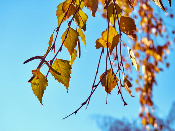 istock Autumn branches with yellow leaves. 1300465597