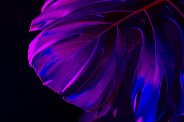 istock Monstera leaf in blue neon light close up 1300466153