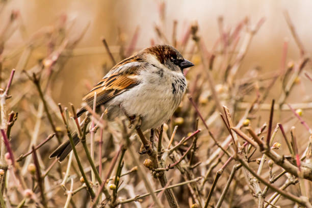istock Male house sparrow or Passer domesticus 1300467113