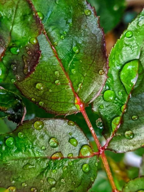 gotas de água nas folhas vibrantes coloridas - waterdroplets - fotografias e filmes do acervo