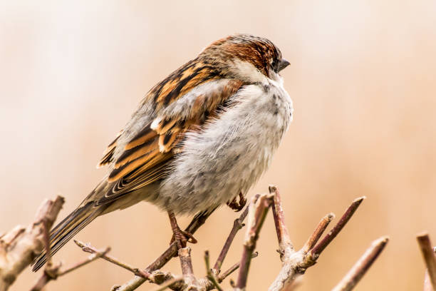 istock Male house sparrow or Passer domesticus 1300467219
