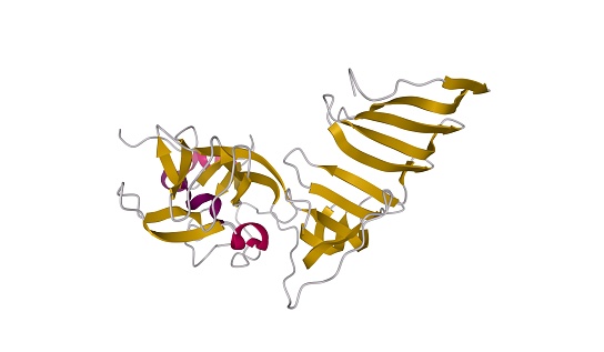 SET7/9 is a protein lysine methyltransferase that methylates histone H3 and nonhistone proteins. 3D cartoon model isolated with differently colored elements of the secondary structure, white background.