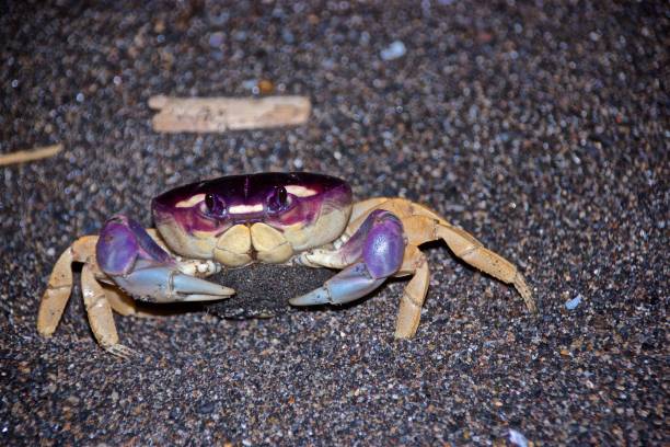 istock Crab at the Beach at Night, Guatemala 1300468547