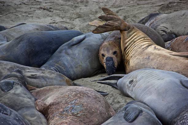 istock Elephant Seals sleeping, San Siemon, California 1300468601