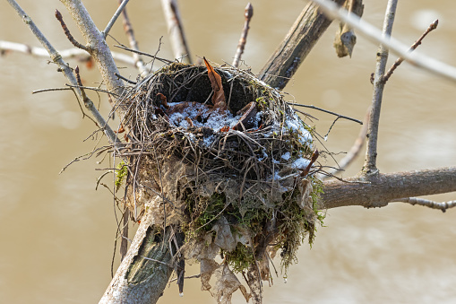 Close shot of a blackbird's nest.