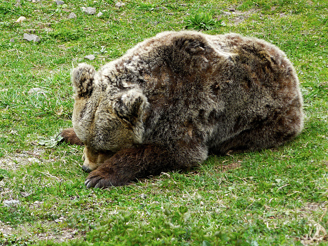 Brown bear, Ursus arctos lying on the ground in Rila Mountain, Bulgaria