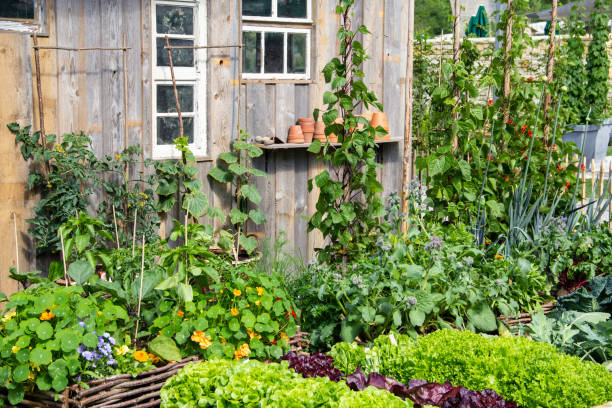 świeże warzywa w ogrodzie - bibb lettuce zdjęcia i obrazy z banku zdjęć