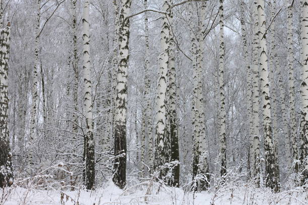 Young birches with black and white birch bark in winter in birch grove against background of other birches