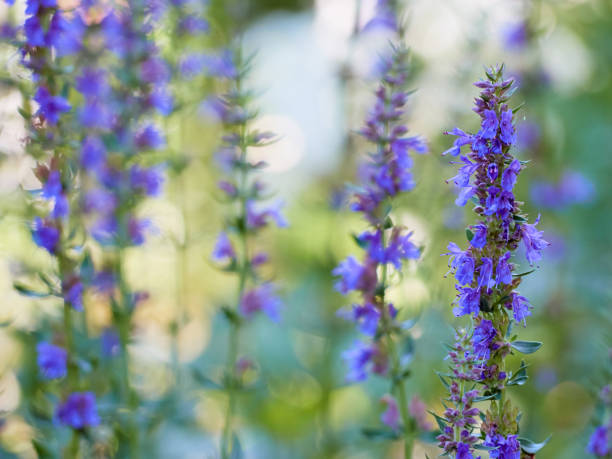 istock Flowers of Hyssopus officinalis 1300472886