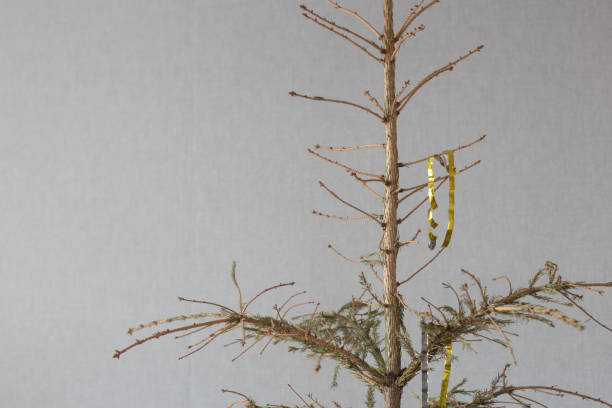 getrockneter weihnachtsbaum nach den feiertagen ohne nadeln. nackter stamm - bare tree dry tree branch stock-fotos und bilder