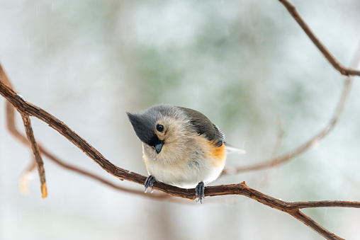 The tufted titmouse (Baeolophus bicolor) is a small songbird from North America, a species in the tit and chickadee family (Paridae)