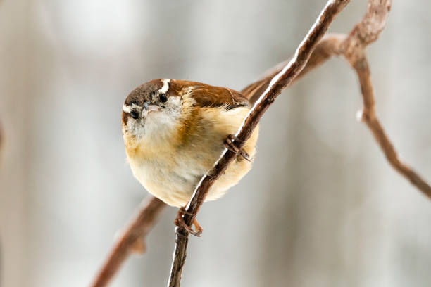 Carolina wren (Thryothorus ludovicianus) perched on a branch. The Carolina Wren is a small but chunky bird with a round body and a long tail that it often cocks upward. The head is large with very little neck, and the distinctive bill marks it as a wren: long, slender, and downcurved.