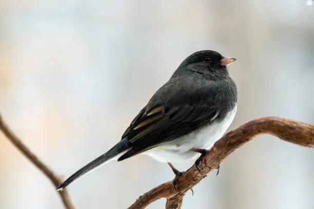 The dark-eyed junco (Junco hyemalis) is a species of junco, a group of small, grayish New World sparrows. This bird is common across much of temperate North America and in summer ranges far into the Arctic.