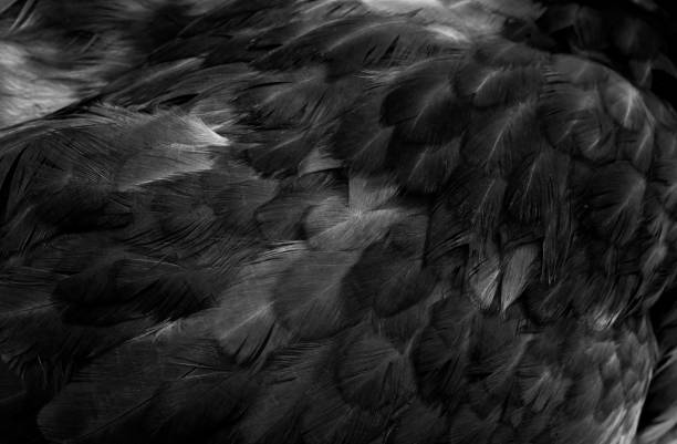 istock macro photo of black hen feathers. violet background 1300474721