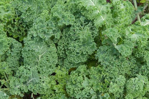 Kale is an Edible Leaf Vegetable.