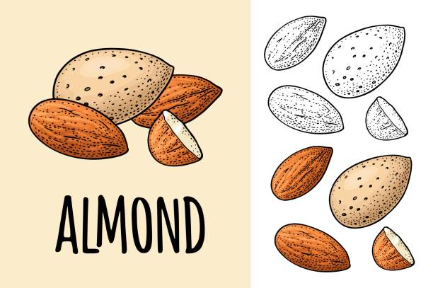 Whole and half half almonds nuts with and without shell. Vector engraving Whole and half half almonds nuts with and without shell. Vector engraving color vintage illustration. Isolated on white background. almond tree stock illustrations