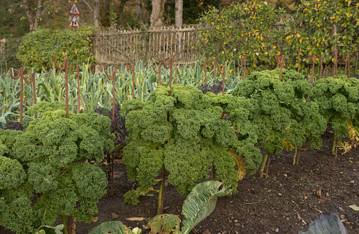 Kale is an Edible Leaf Vegetable.