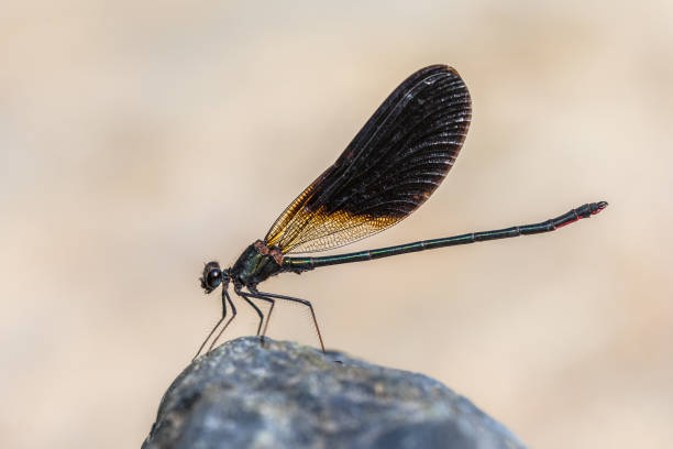 istock Copper demoiselle 1300475818