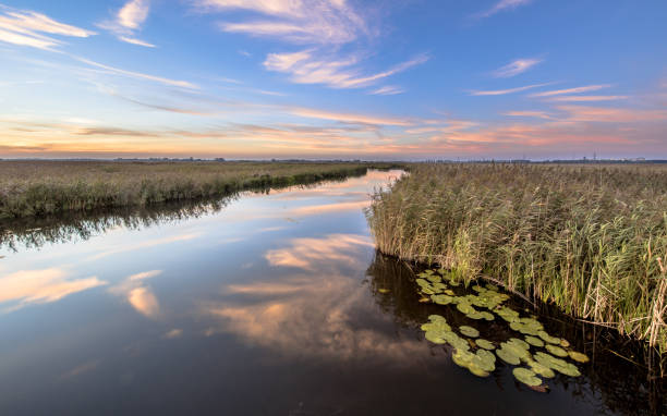 istock River through marshland with floating water lily 1300475836