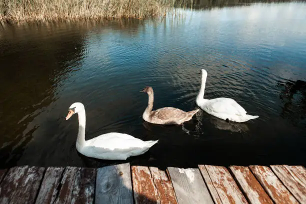 September 19,  2020 - Druskininkai, Lithuania: White swan family - a cob, a pen, a cygnet floating in a calm lake waters near to wooden jetty, high angle view, copy space.